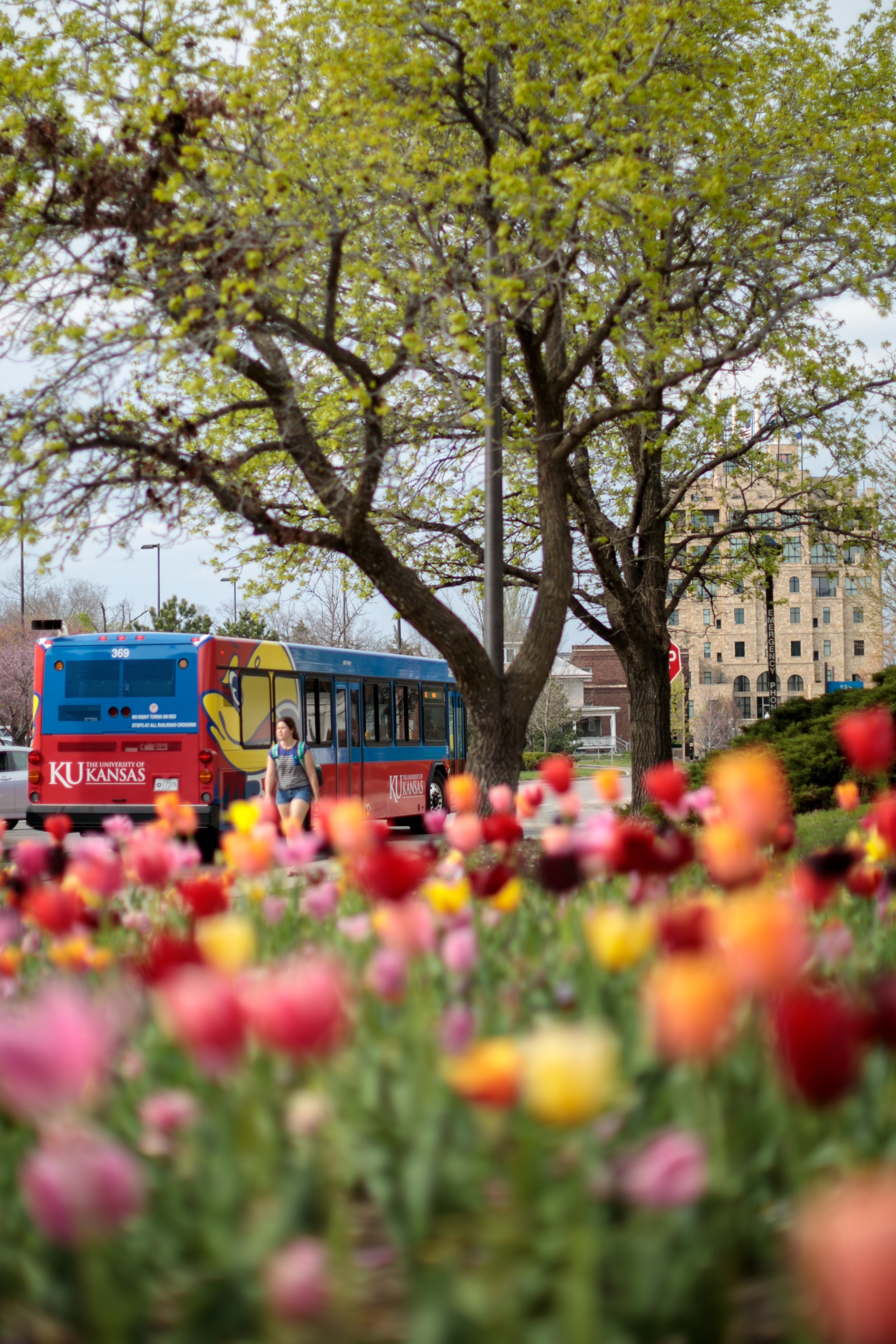 Bus and tulips on campus