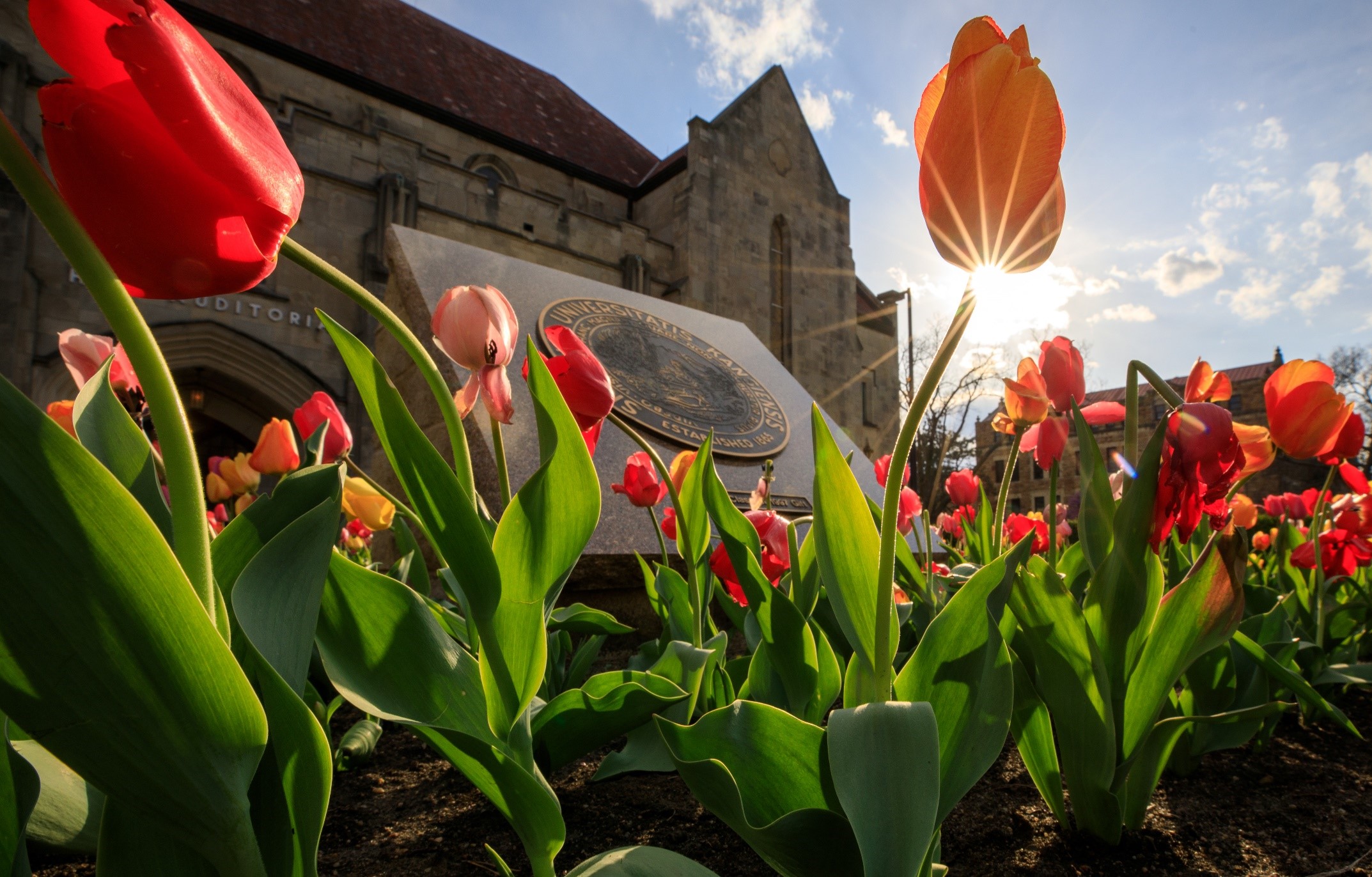 KU campus with tulips